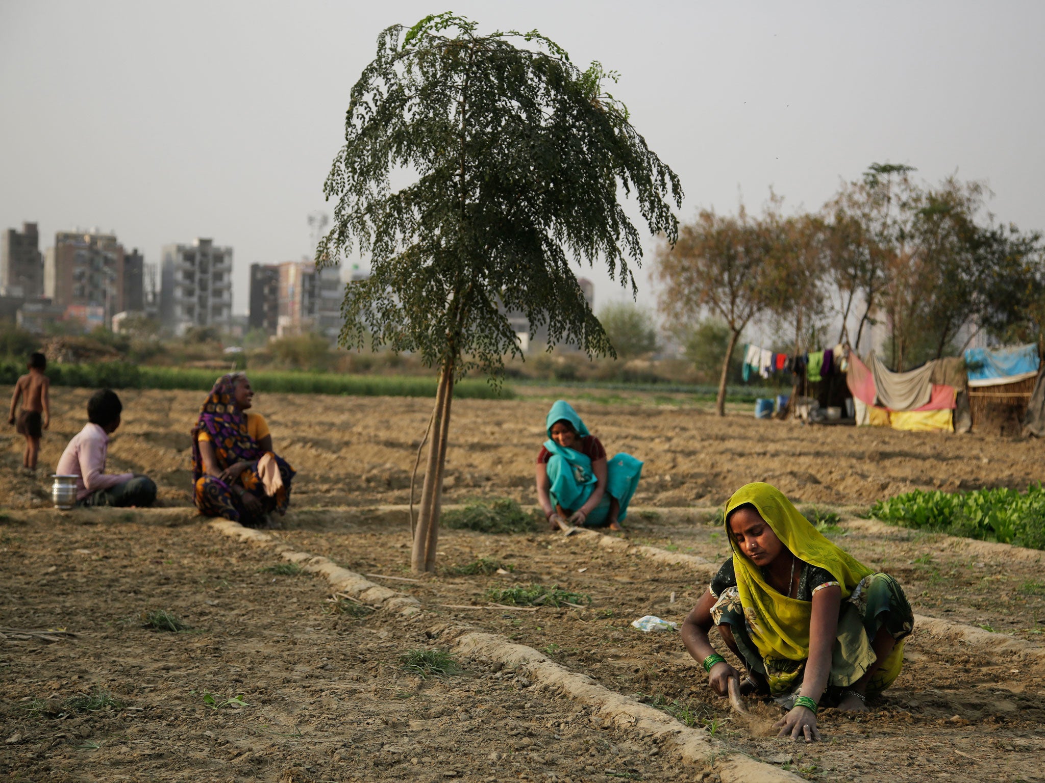 Researchers found a link between crop-damaging temperatures and suicide rates in India