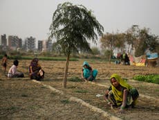 Climate change 'linked to suicides of 59,000 farmers in India'