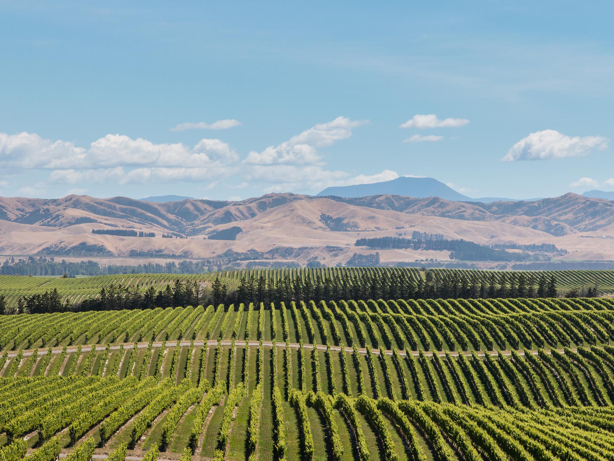 Blue-sky thinking: pick the right sauvignon blanc to wash away old prejudices about NZ