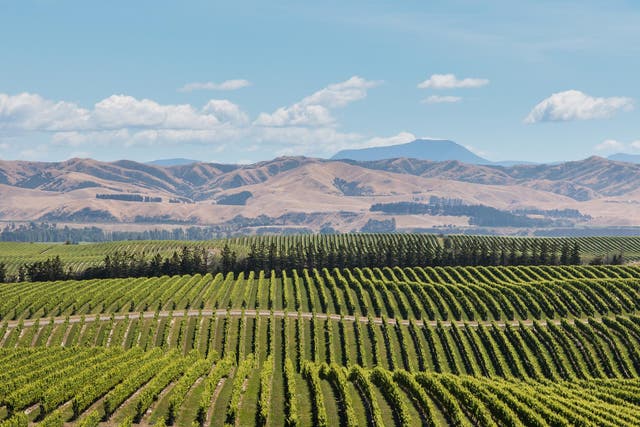 Blue-sky thinking: pick the right sauvignon blanc to wash away old prejudices about NZ 