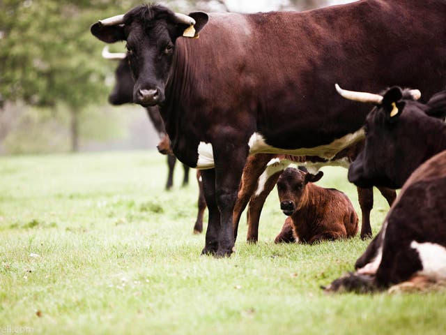 Bull market: expressing curiosity about the provenance of meat is the consumer’s very power to keep suppliers on their toes when it comes to animal welfare