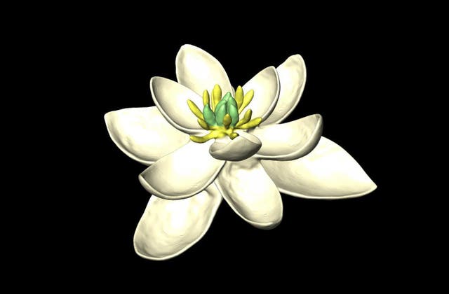 The scientists' reconstruction of how the bisexual flower might have looked