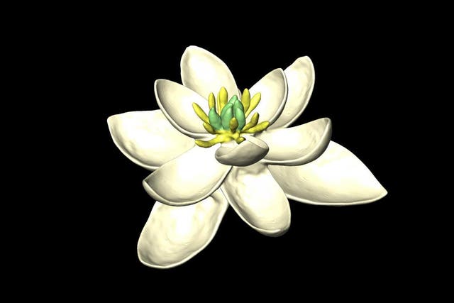 The scientists' reconstruction of how the bisexual flower might have looked