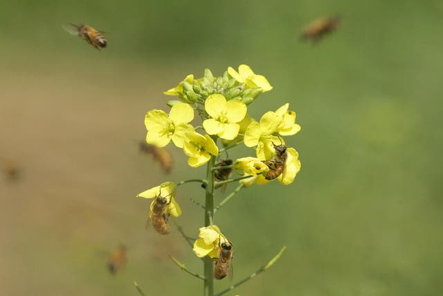Neonicotinoids are used on flowering crops such as oil seed rape
