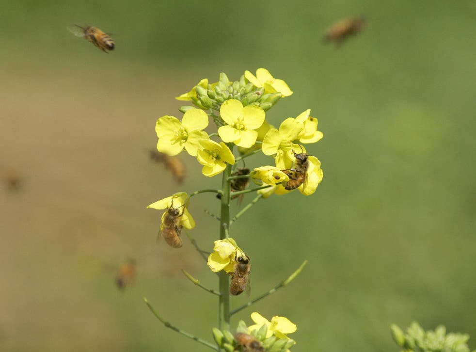 Neonicotinoids are used on flowering crops such as oil seed rape