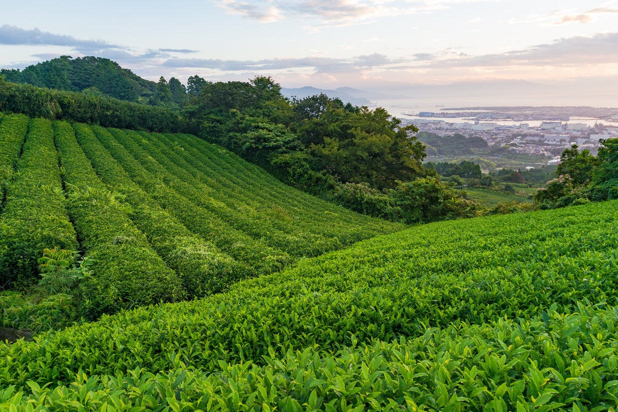 Green tea and matcha come from the same plant