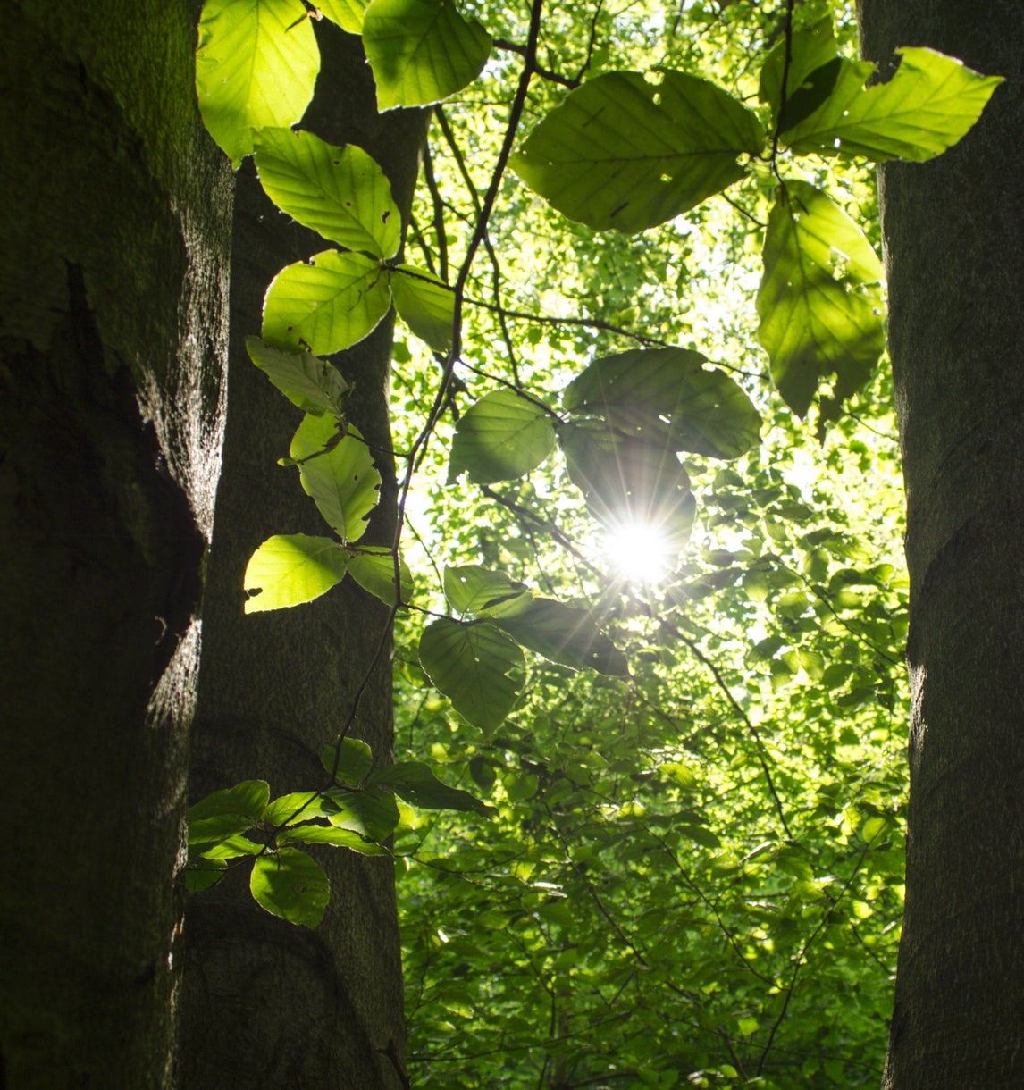 The beech tree is often treated as an invader in Scotland