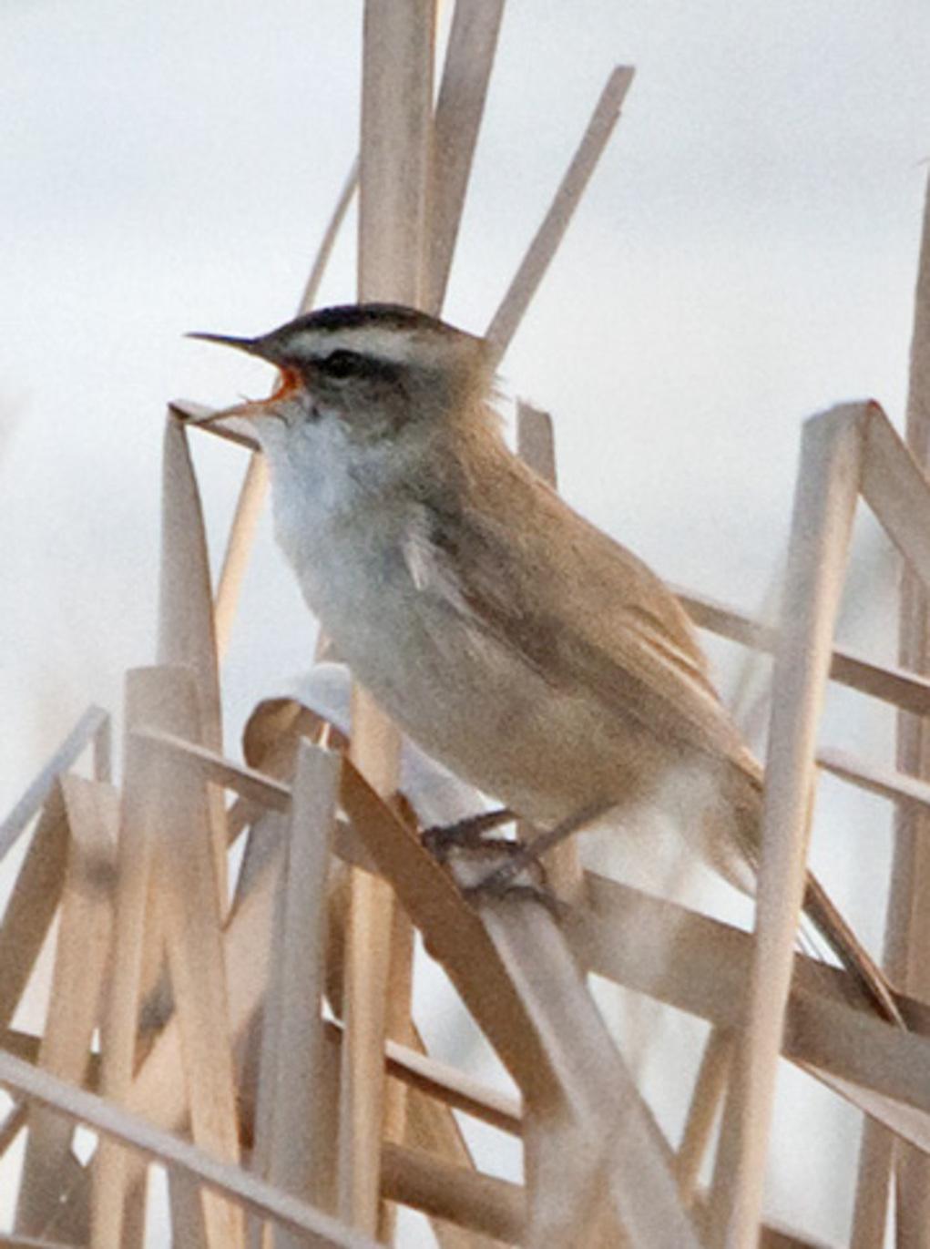 &#13;
Rare natives, including the moustached warbler, are likely to have government money spent on their protection&#13;