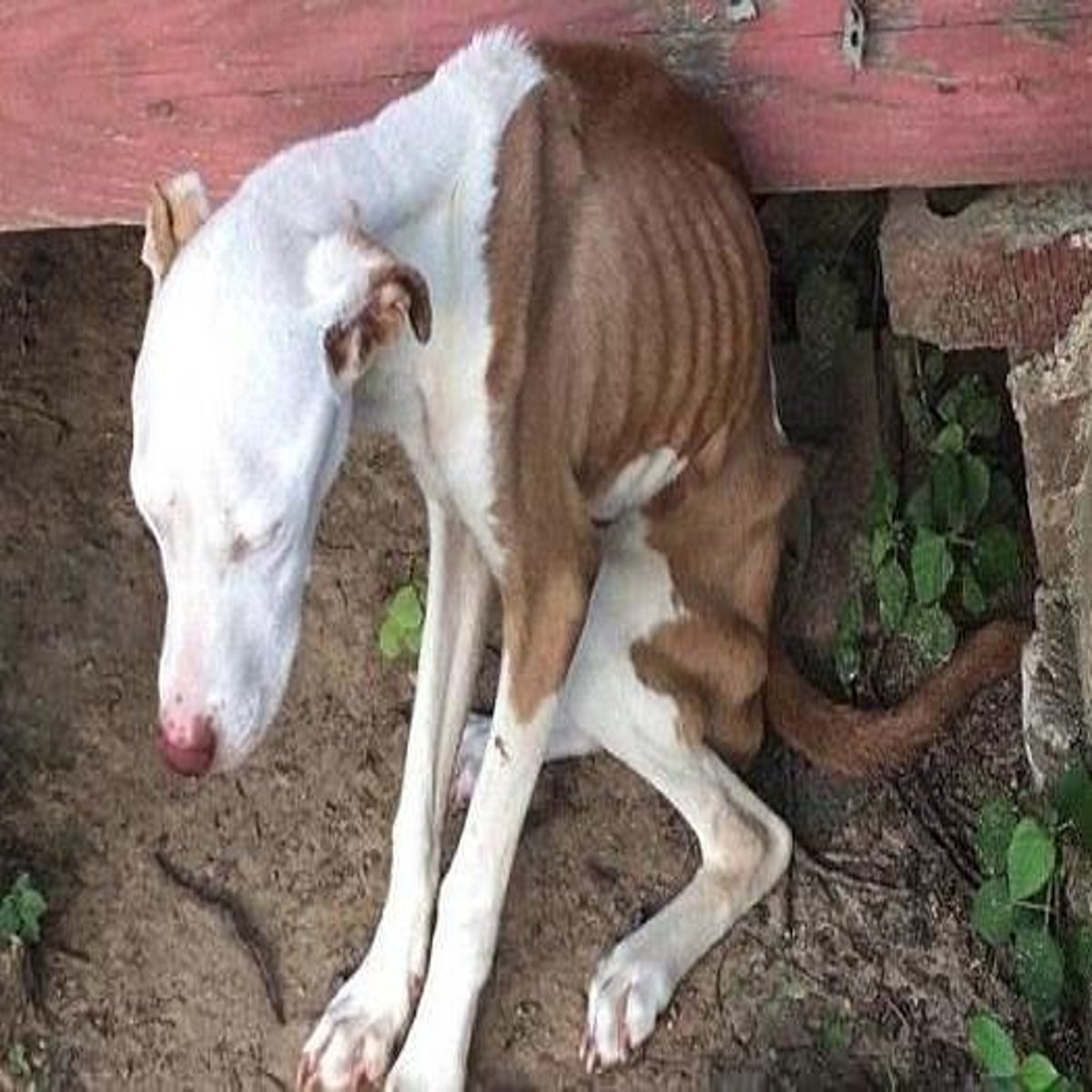 Dog is 'lucky to be alive' after surviving three months of ...