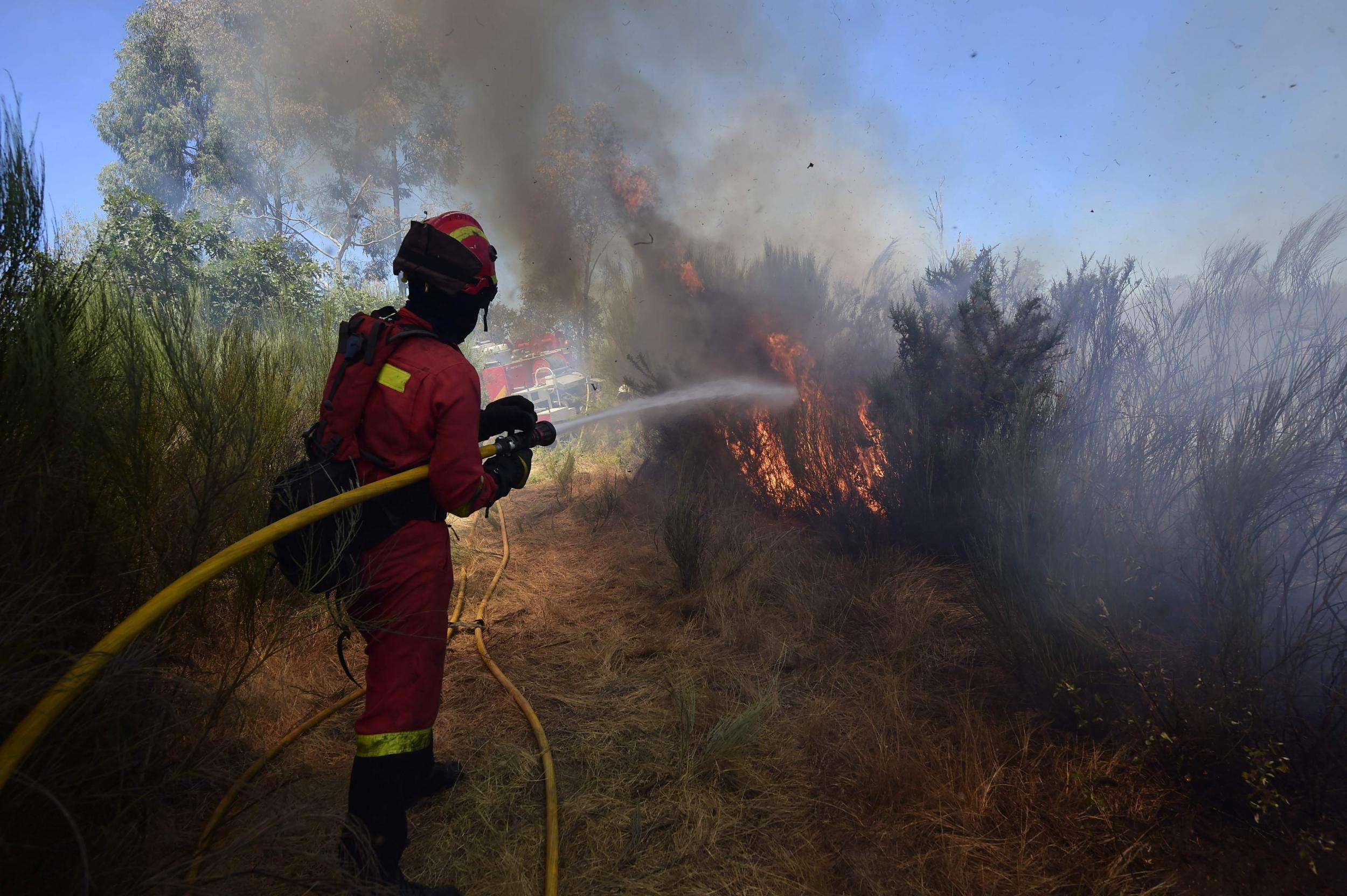 The recent heatwave in Europe has seen forest fires ravage Spain and other countries