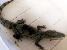 Chew Valley lake alligator video: Reptile spotted hissing at passersby