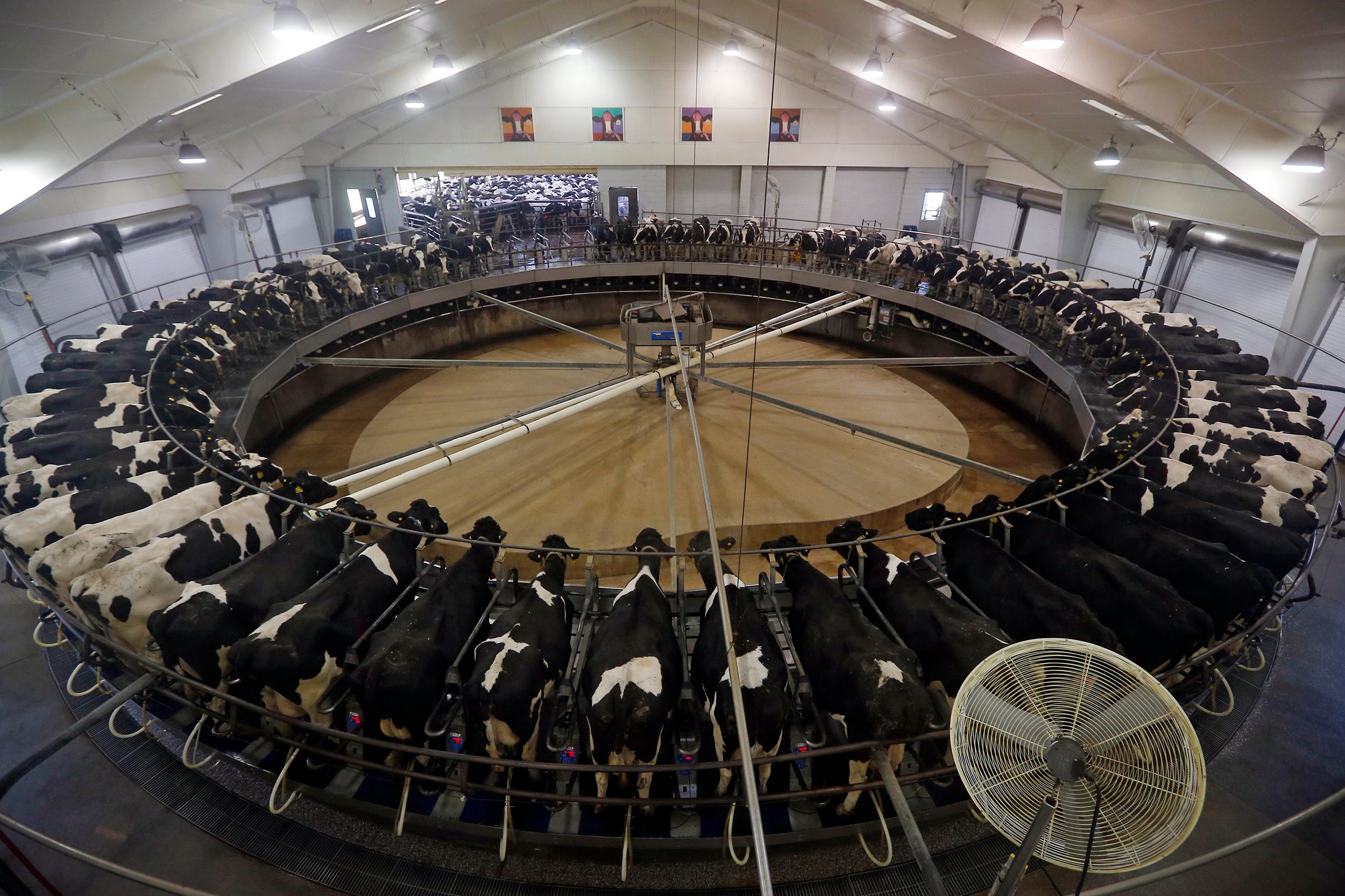 Cows in a milking carousel in the US, where safety standards for cancer-causing toxins are lower than the EU