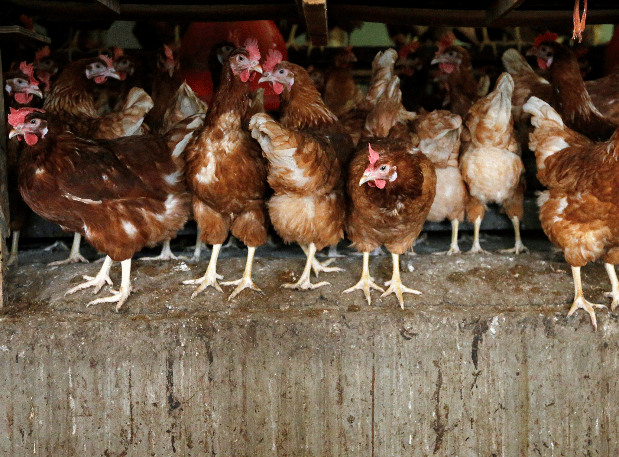 Hens are pictured at a poultry farm in Lunteren, Netherlands, 7 August, 2017