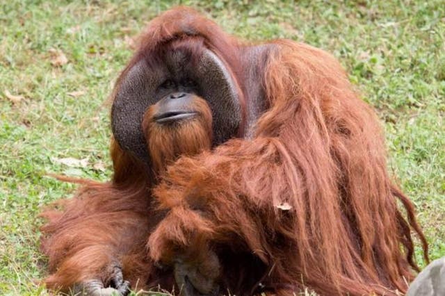 Chantek the orangutan