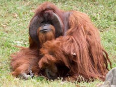 Chantek, the orangutan who learned sign language, has died aged 39