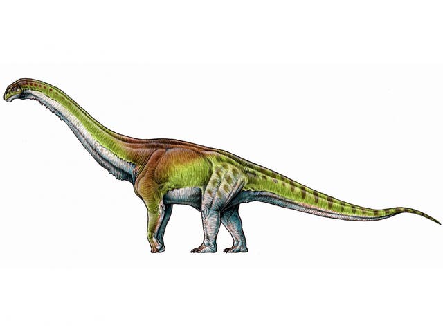 Artist's impression of the Patagotitan mayorum, as the fossilised bones of six young adult dinosaurs found in the Patagonian quarry may belong to the biggest creature ever to have walked the earth
