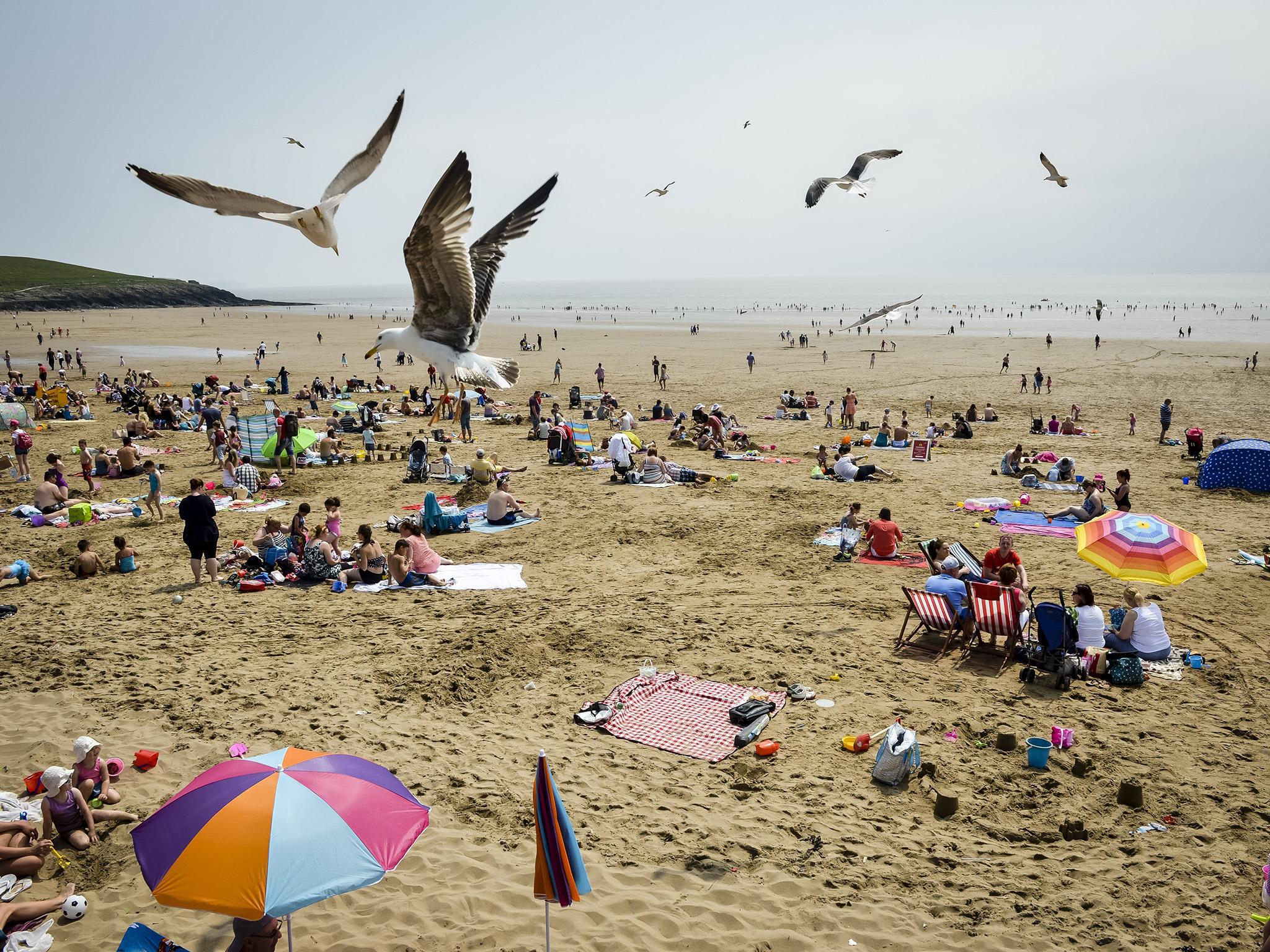 Seagulls at Barry Island: up above, air-support gulls ride the thermals but it's the ground troops that instill most fear – stalking sunbathers and just standing there, staring into their very souls