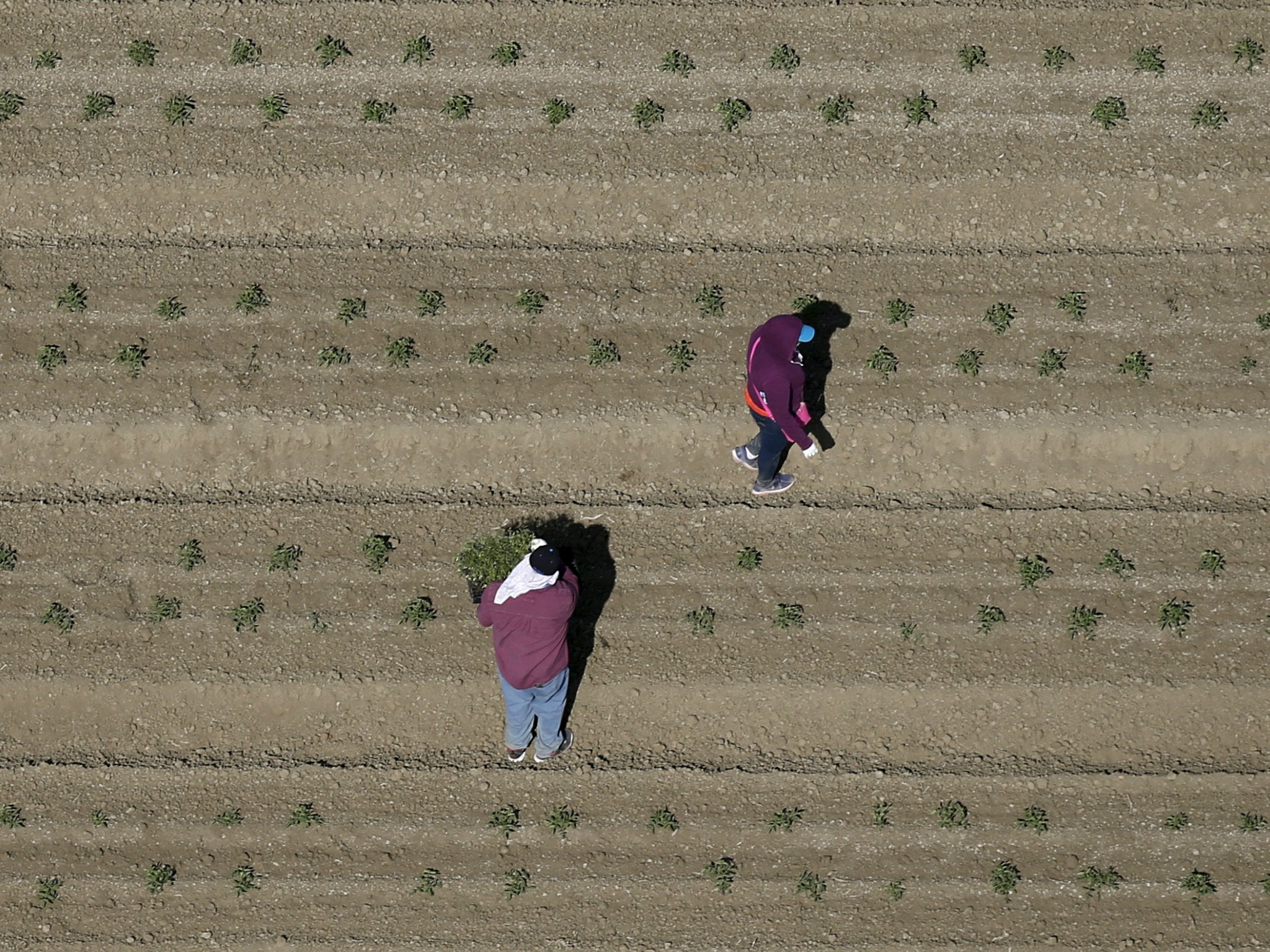Workers plant crops near Fresno, California in May of 2015. Growers in this agriculturally abundant region have grappled for years with a labor shortage.