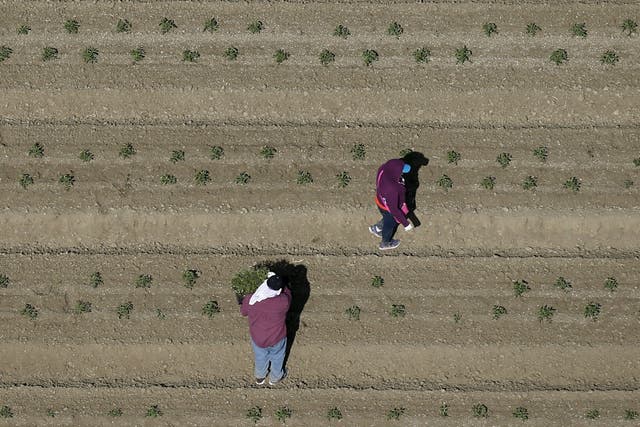 Workers plant crops near Fresno, California in May of 2015. Growers in this agriculturally abundant region have grappled for years with a labor shortage.
