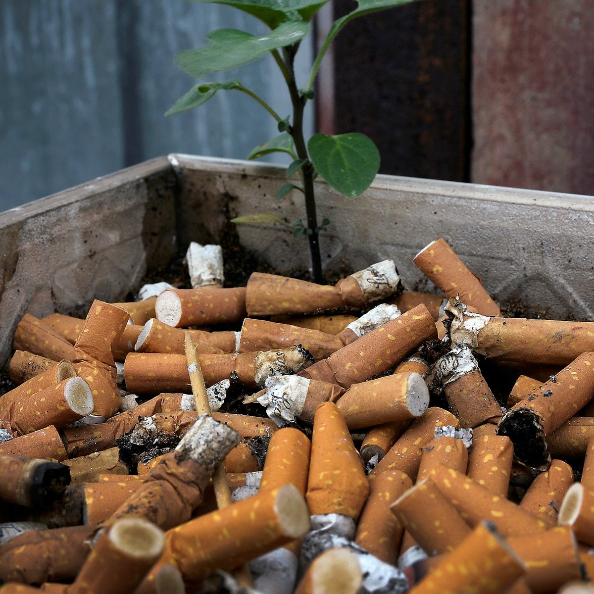 what are cigarette butts made of a) A stick and (b) cross-section cigarette butt (filter Alternative Materials- Bricks Made Out