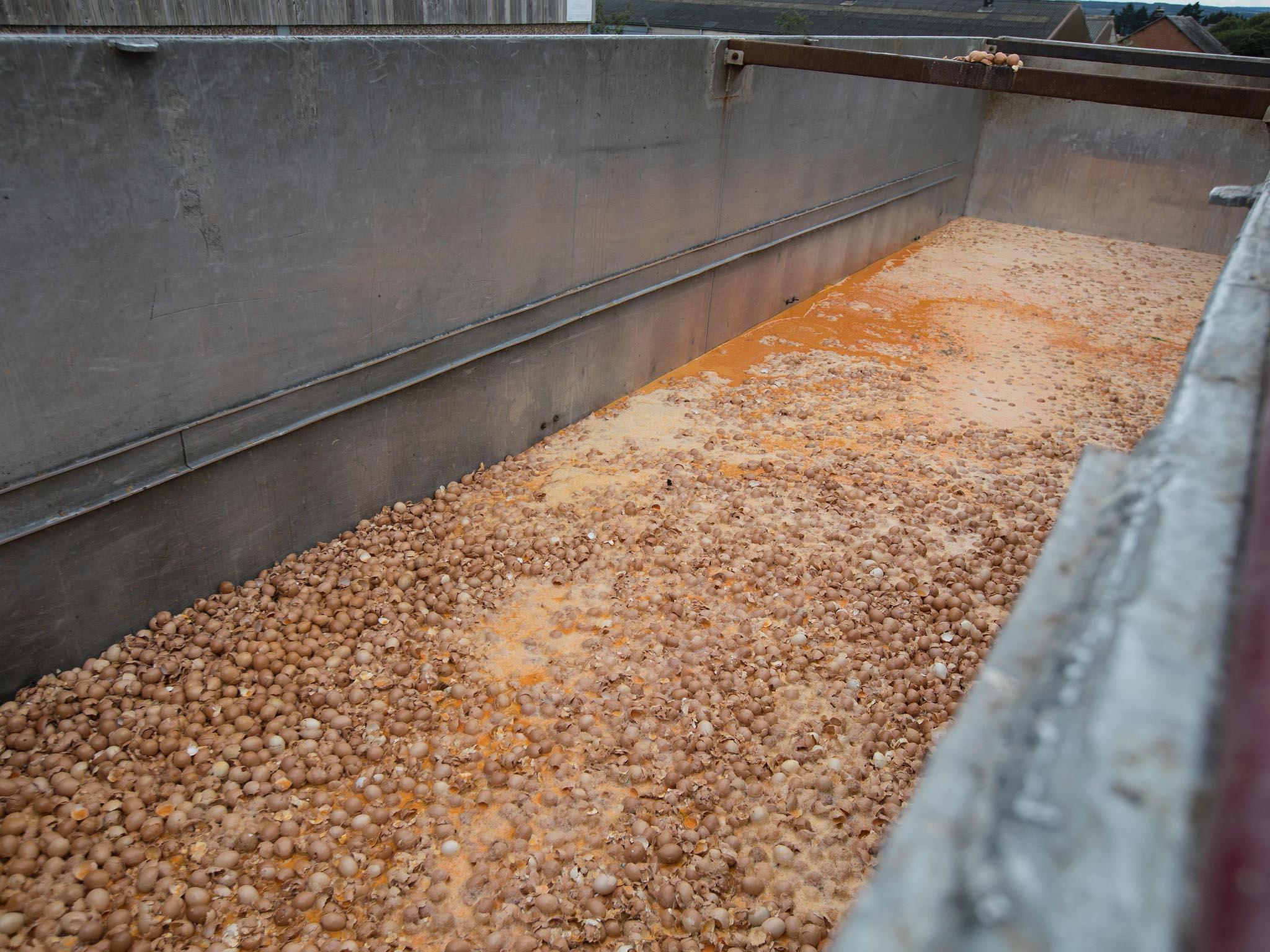 Eggs are destroyed at a chicken farm in Nadrin, Houffalize