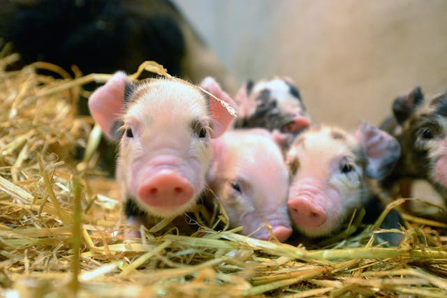 The piglets (not pictured) were rescued by the firefighters
