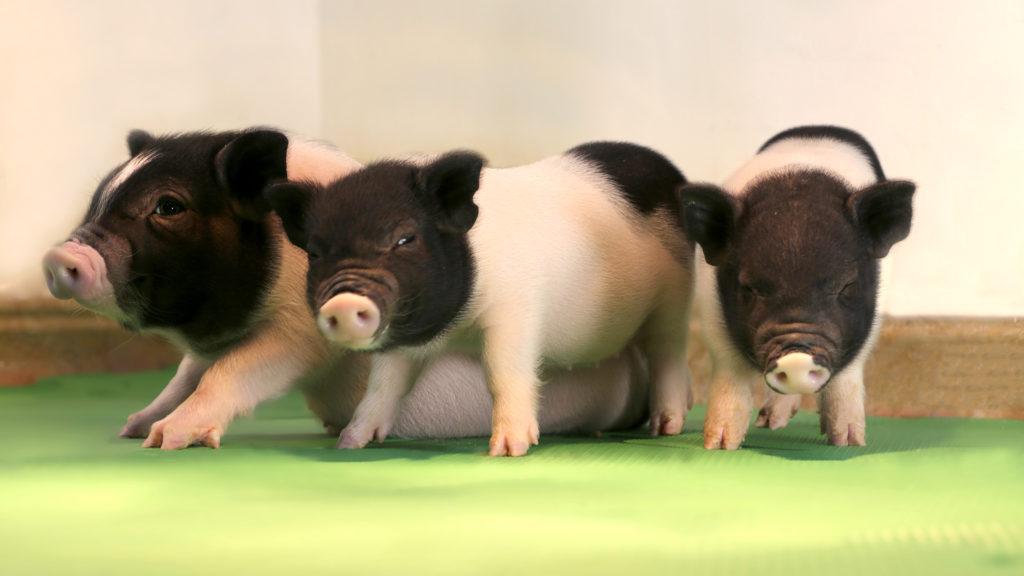 Piglets that were born after having their genes edited