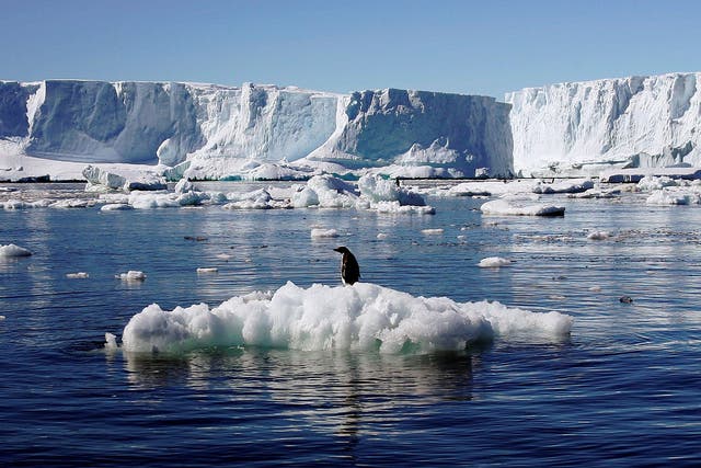 An Adelie penguin stands on top of a block of melting ice near the French station at Dumont d'Urville in Antarctica