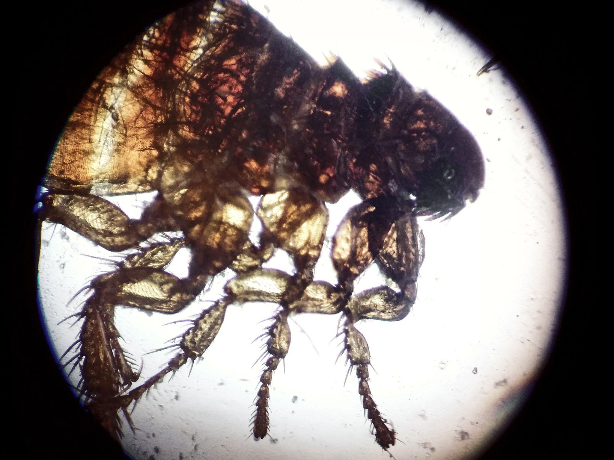 Cat flea parasite macro isolated through a microscope
