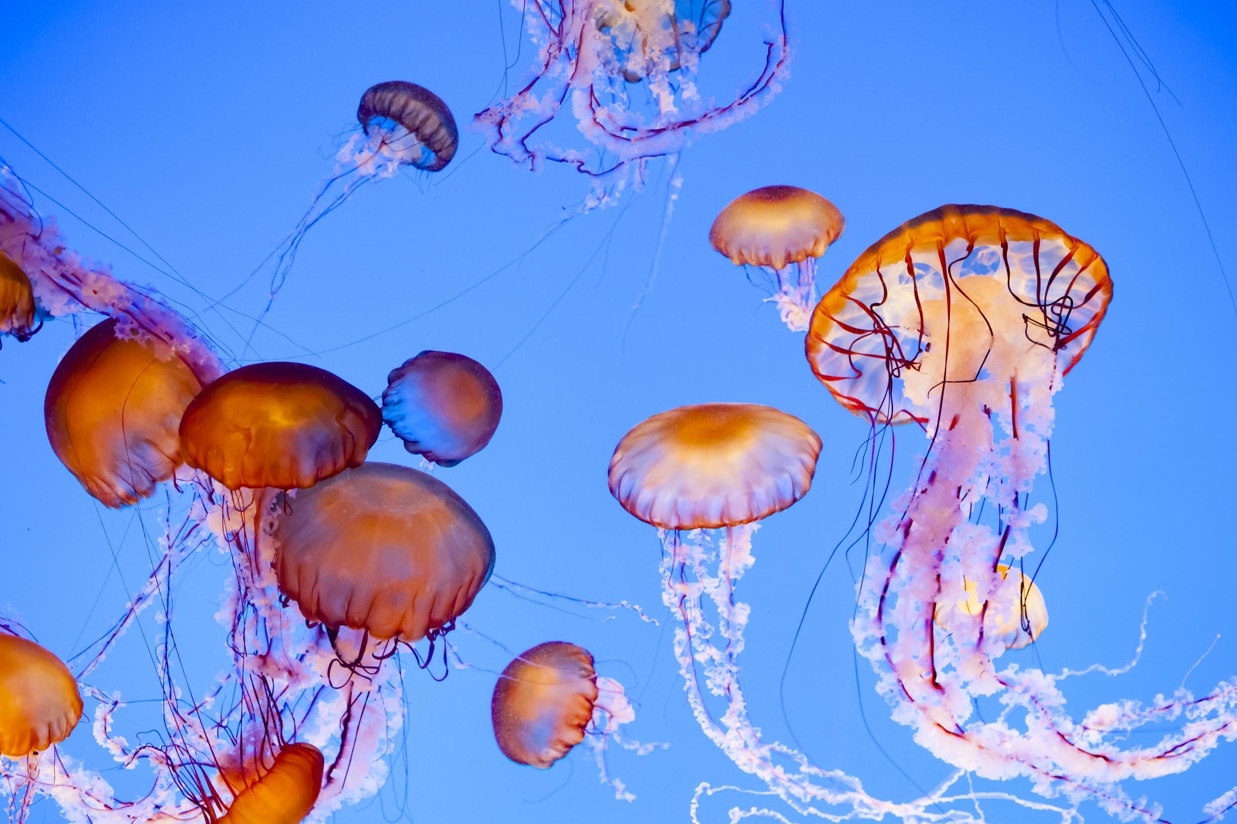 Jellyfish Eating