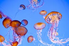 We need to start eating jellyfish, scientists advise