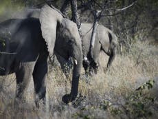 Big game hunter trampled to death by elephant in Namibia
