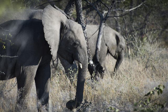 Elephants are pictured at Halali in Etosha park, Namibia