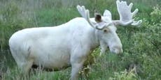 Rare white moose discovered by Swedish explorer after 3-year search