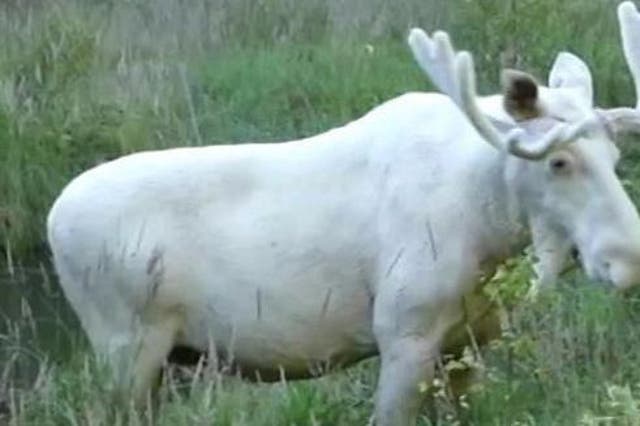 Experts say there are 100 white moose in Sweden while there are some 400,000 of the more common breed of the animal