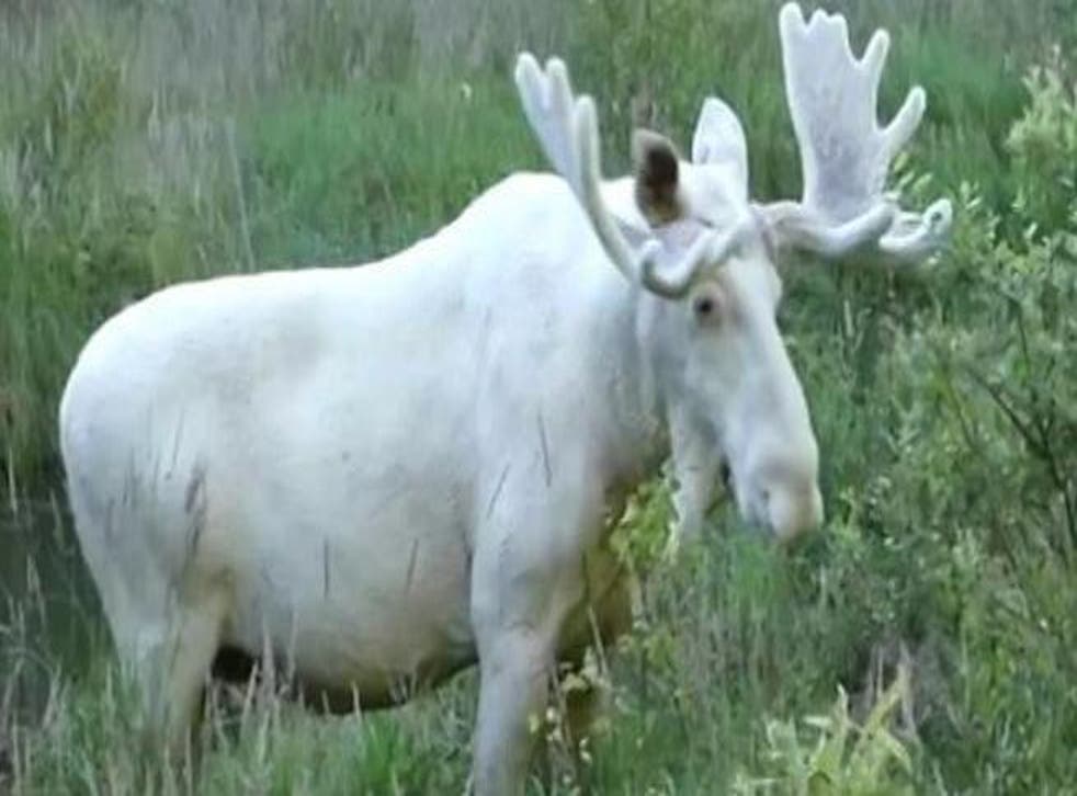 Experts say there are 100 white moose in Sweden while there are some 400,000 of the more common breed of the animal