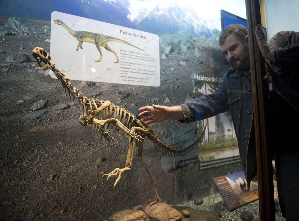 A researcher places a replica of a Chilesaurus diegosuarezi, a bizarre genus of herbivorous theropod dinosaur, is exhibited at the Bernardino Rivadavia Natural Sciences Museum in Buenos Aires, Argentina, on June 23, 2015