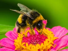 How pesticides can increase extinction risk for bumblebee populations