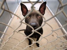 Pet shelter to kill animals if not adopted before Hurricane Florence 