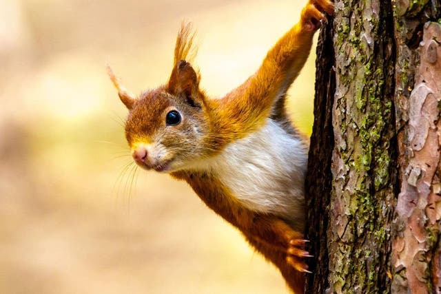 The red squirrel is native to Britain, but its future is increasingly uncertain