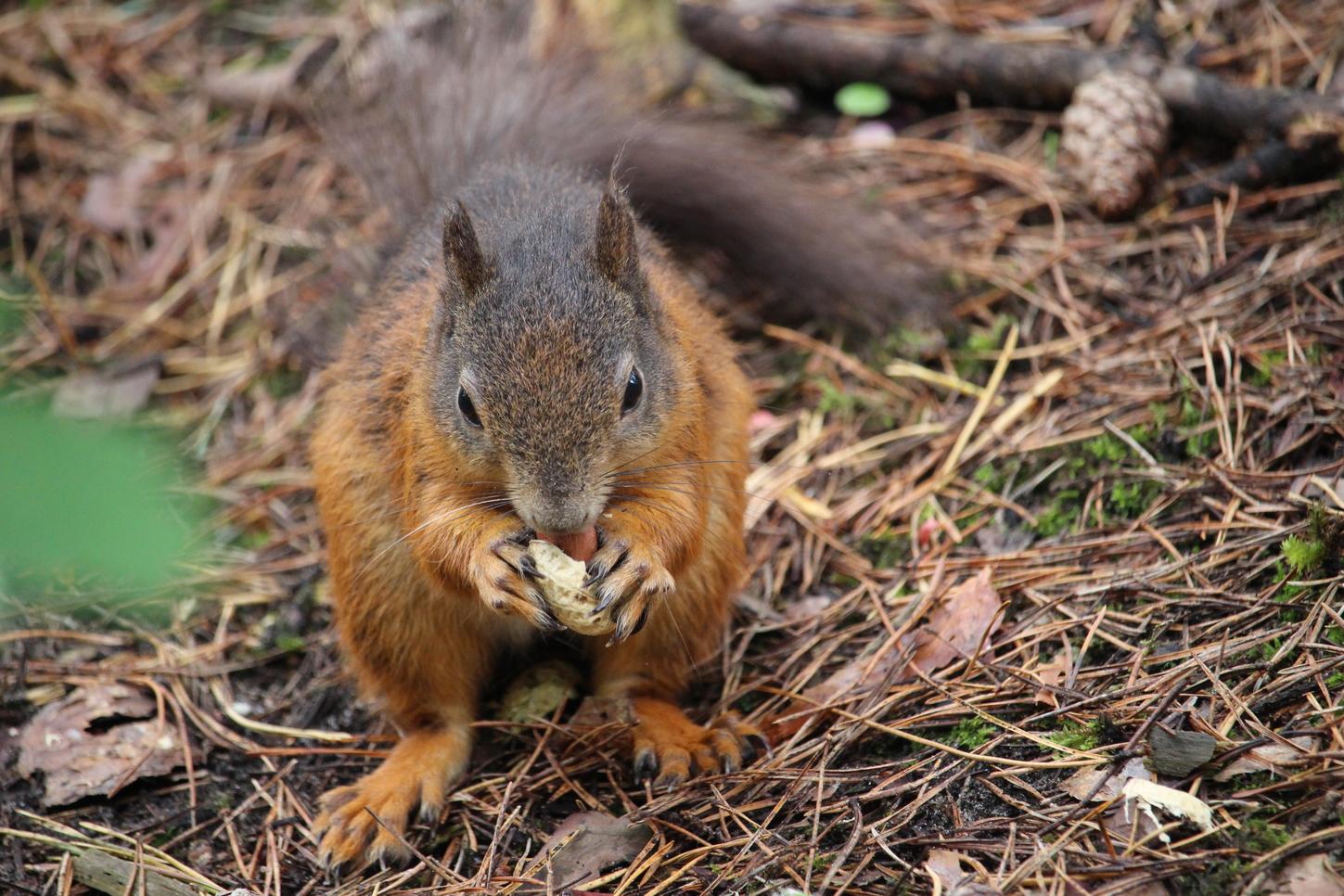 Many tourists feed the squirrels peanuts, which can be dangerous as they are not native to the UK (Kat Fingland)