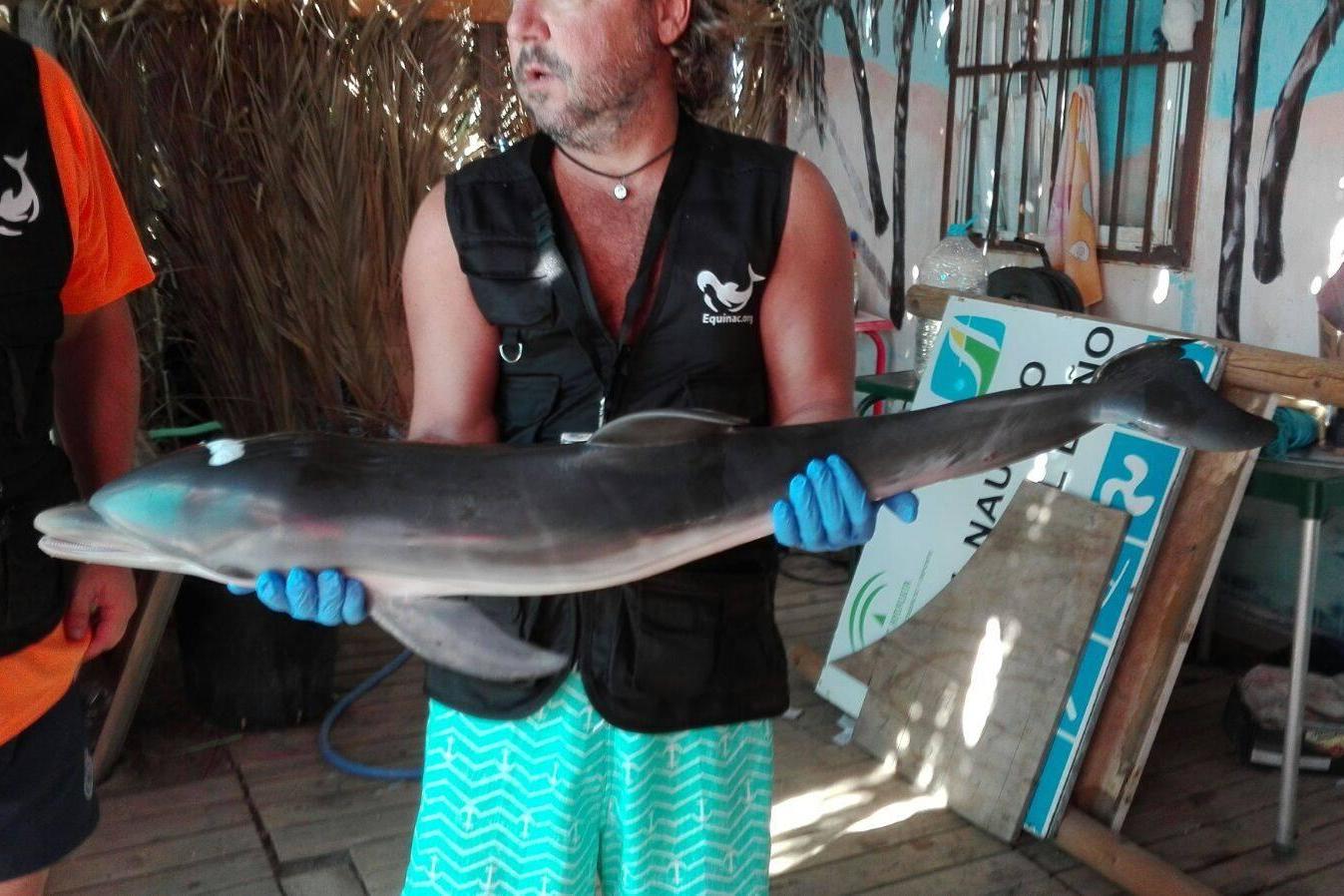 An Equinac rescuer with the dolphin's body (Equinac )