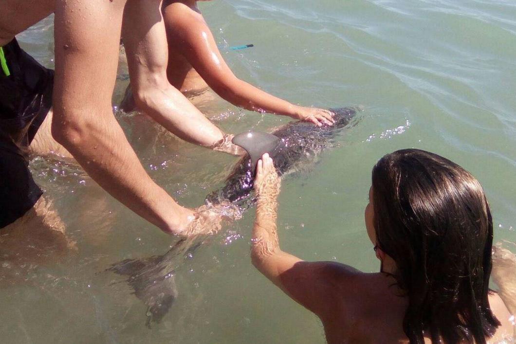 One of the photos shows a child appearing to accidentally cover the dolphin's blowhole