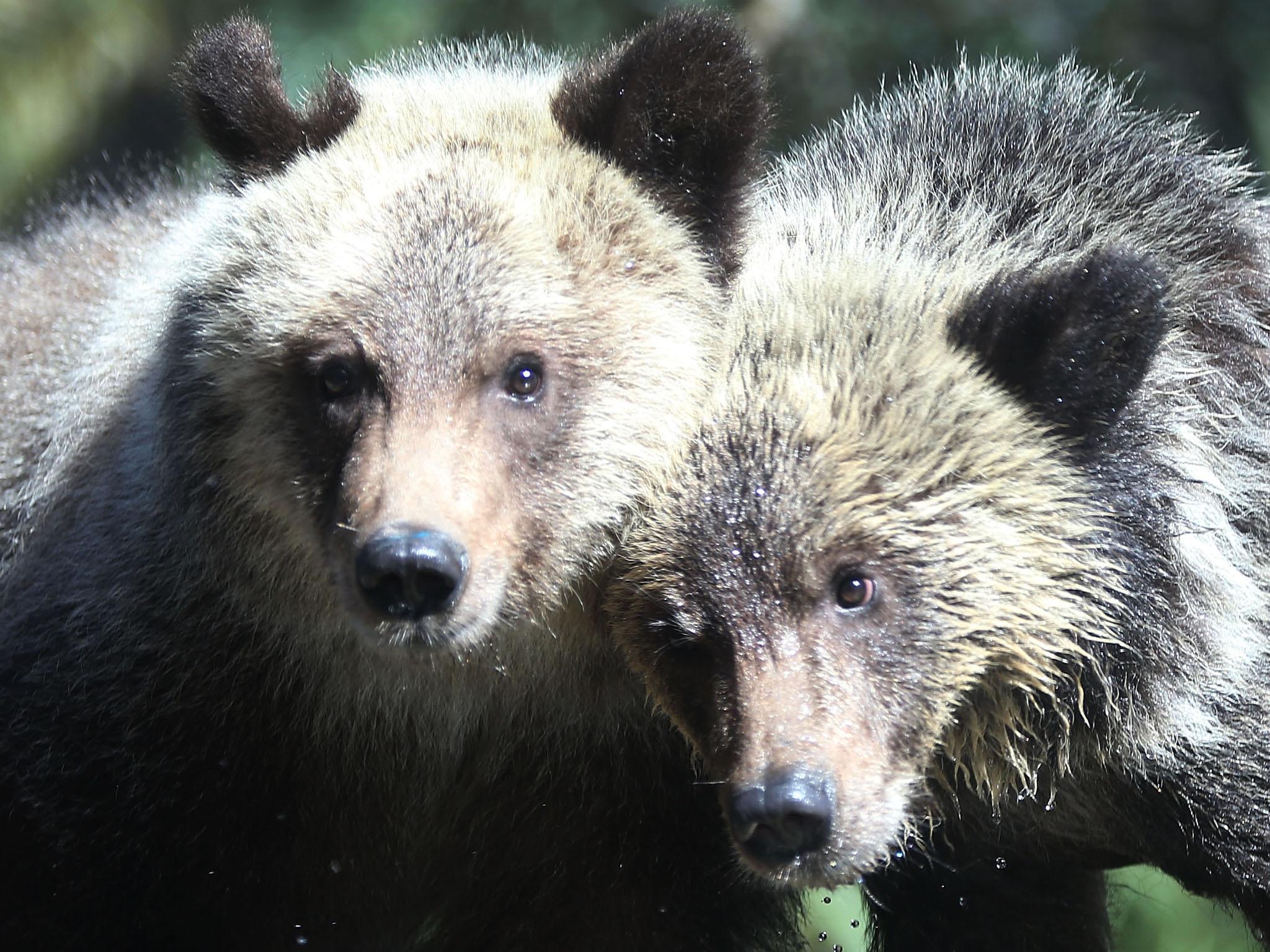 Over 15,000 grizzly bears currently live in British Columbia