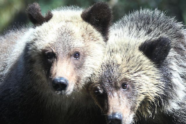 Over 15,000 grizzly bears currently live in British Columbia