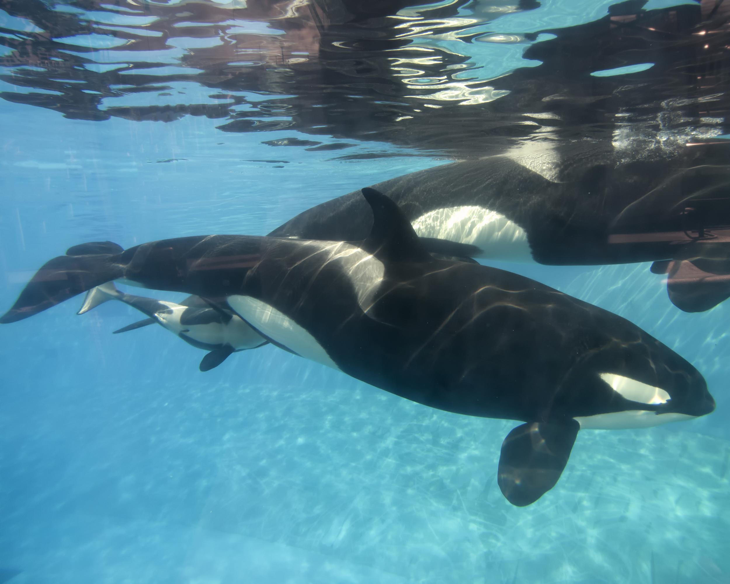Kasatka died after a long battle with a bacterial infection