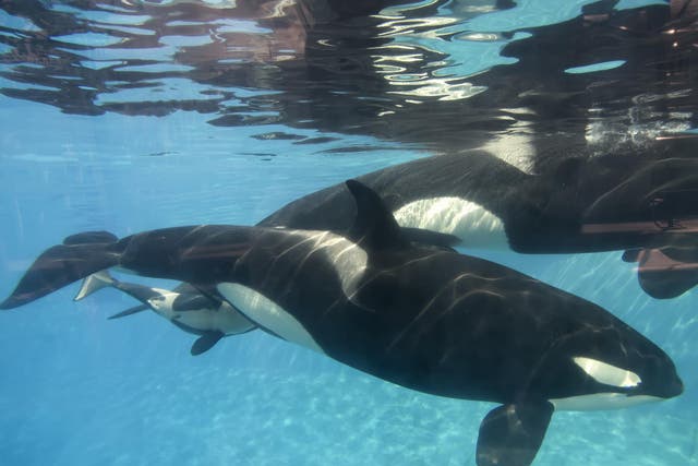 Kasatka died after a long battle with a bacterial infection