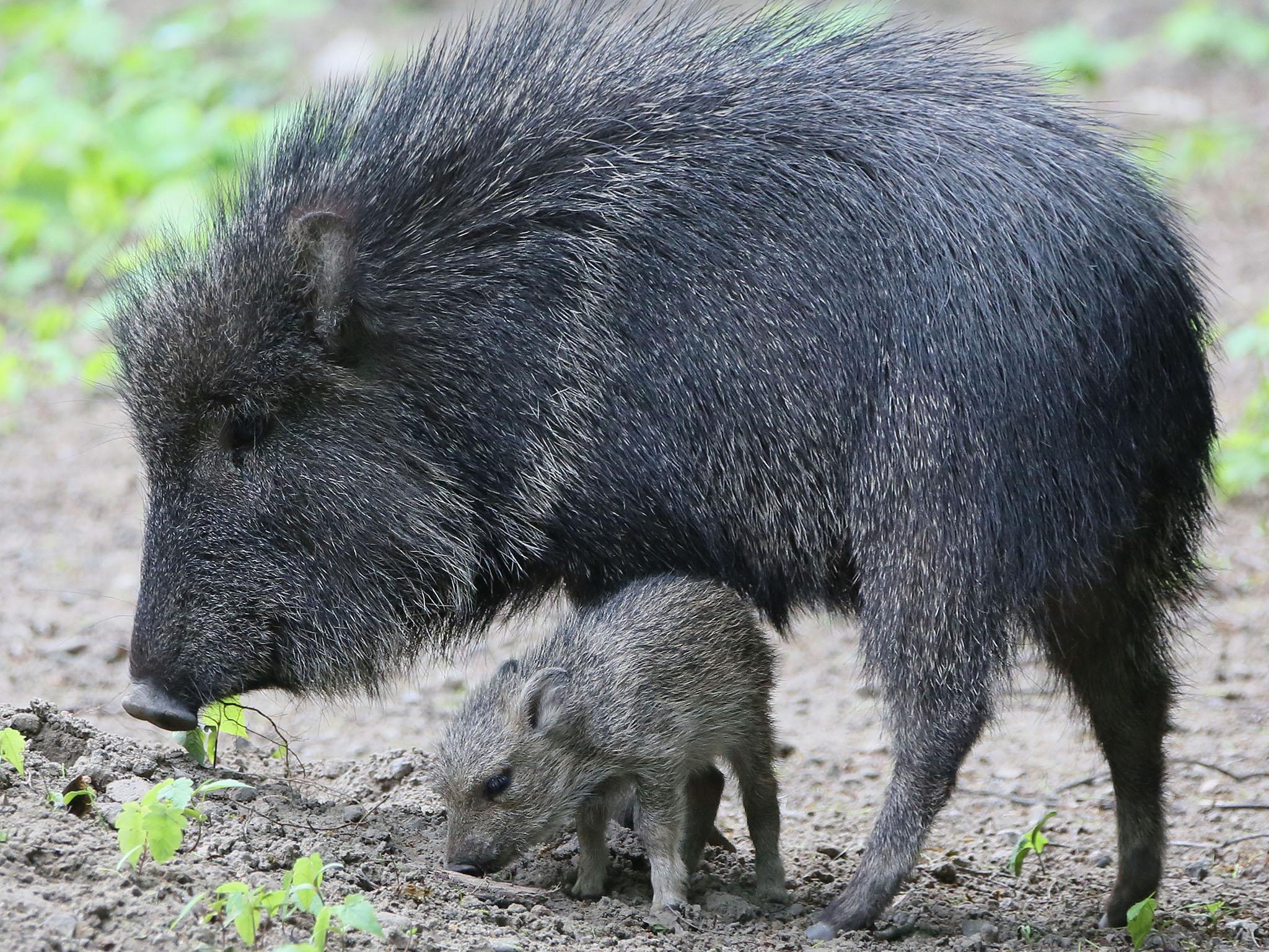 Peccaries - small, pig-like mammals - were among the animals targeted by the thieves