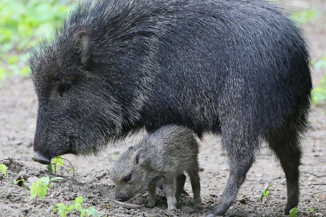 Peccaries - small, pig-like mammals - were among the animals targeted by the thieves