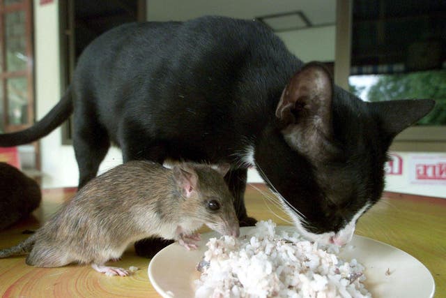 This mouse, called Jeena, clearly has no fear of Auan the cat, although no scientists were involved in the relationship. Auan became Jeena's playmate and protector after they met on a farm in Thailand. Elsewhere US scientists manged to remove fear memories from mice under laboratory conditions